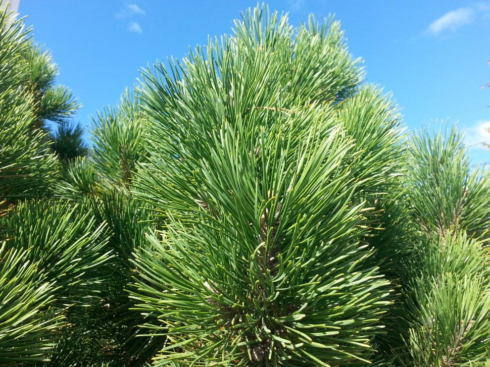Free Image of Pine tree branches with blue sky background 