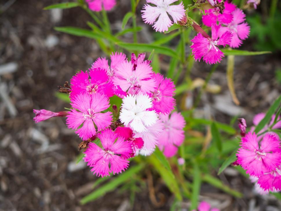 Free Image of Pink dianthus flowers in a garden 