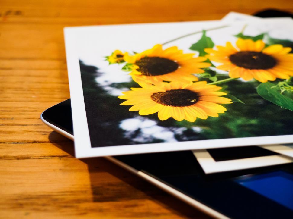 Free Image of Printed sunflower photos on digital tablet 