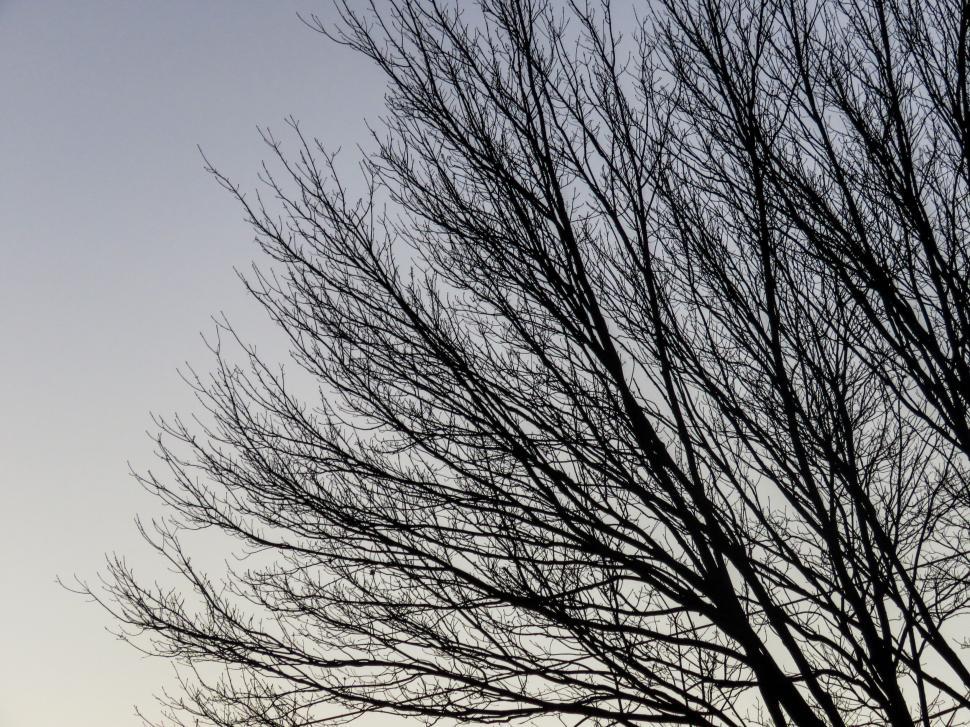 Free Image of Silhouette of bare tree branches 