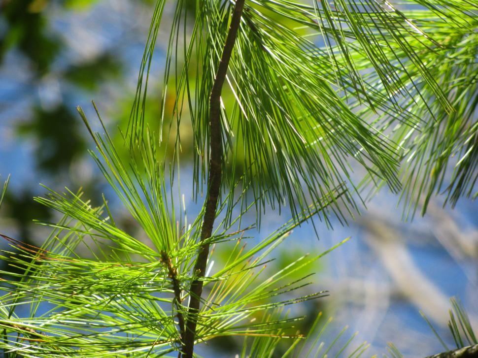 Free Image of Pine needles with sunlight filtering through 