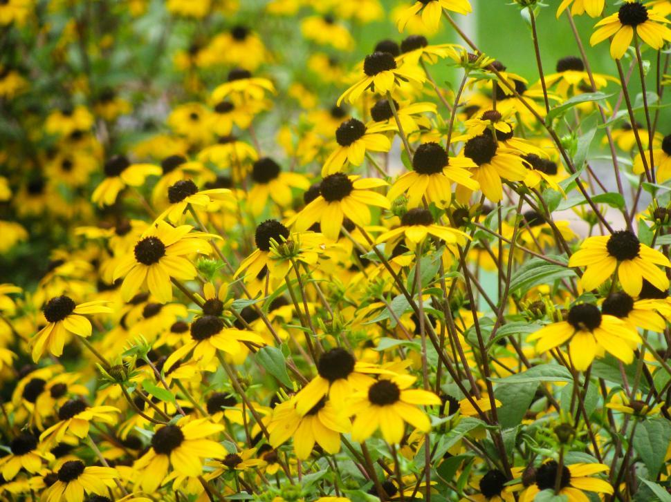 Free Image of Field of vibrant yellow daisies in nature 