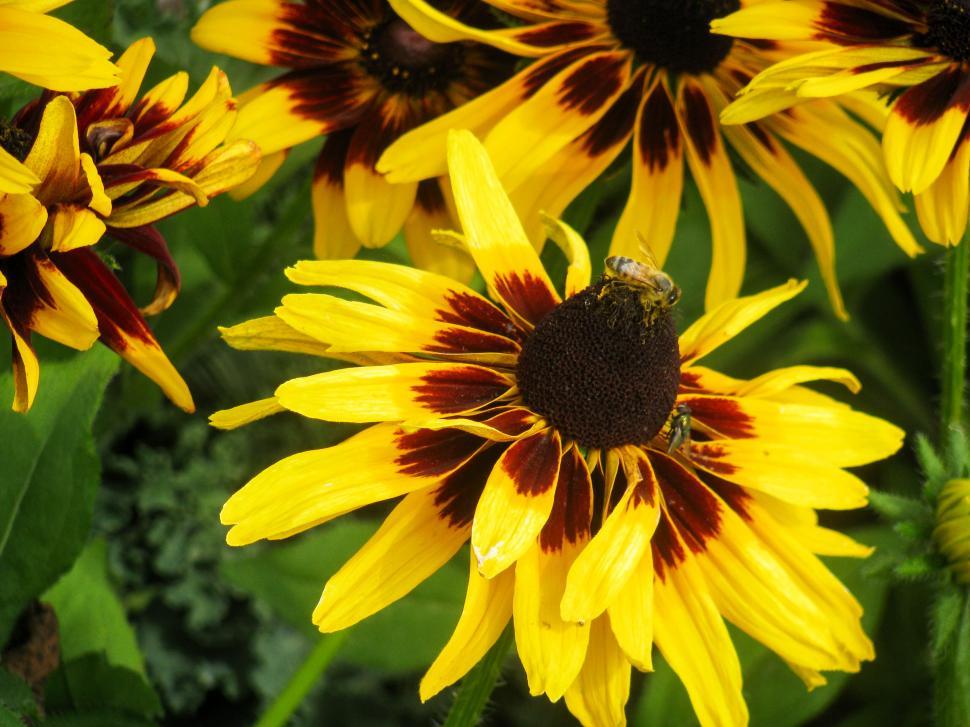 Free Image of Sunflowers with bees gathering pollen 