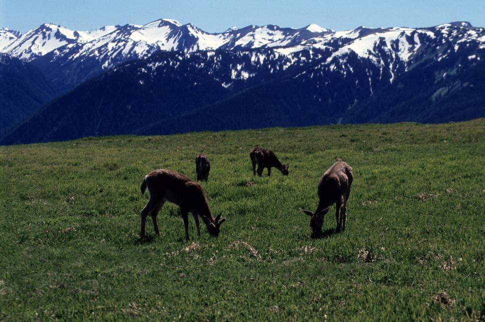Free Image of Deer grazing 