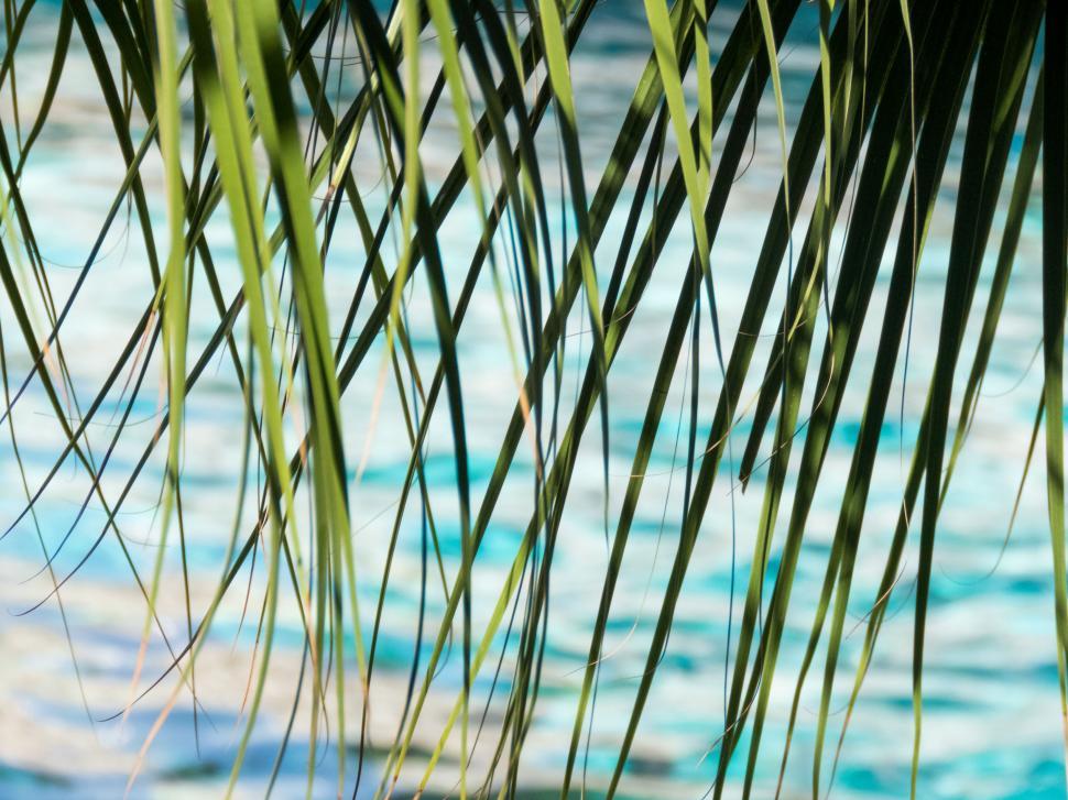 Free Image of Palm leaves over turquoise pool water 