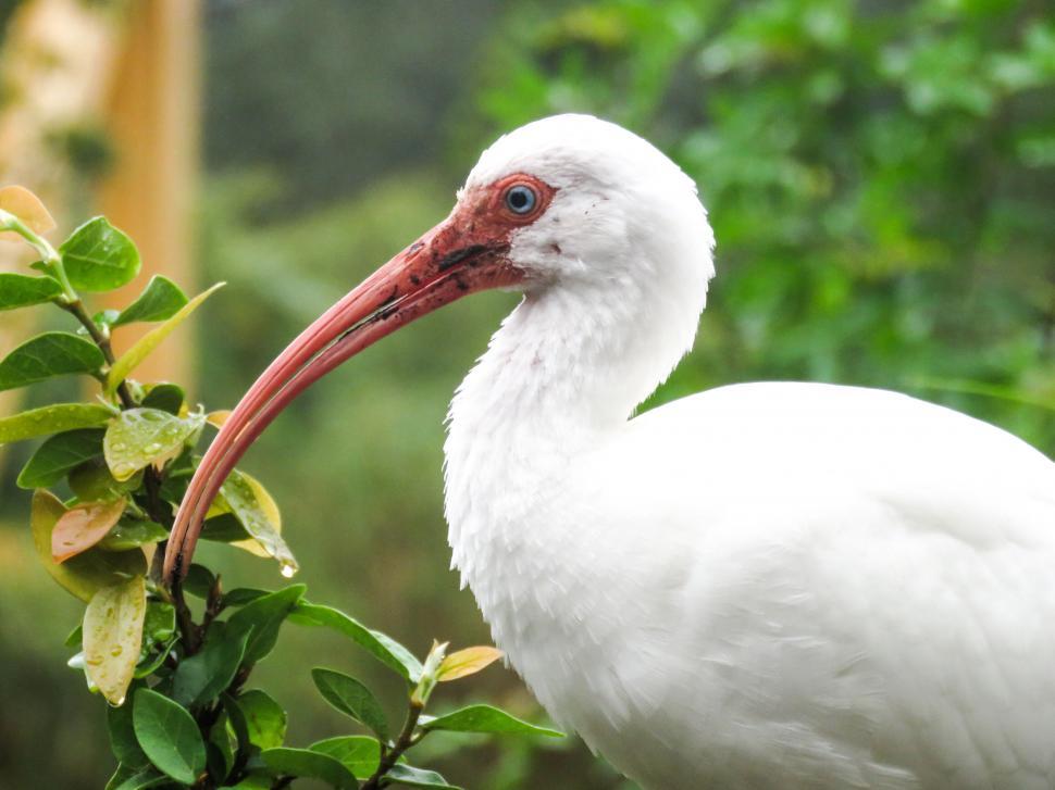 Free Image of White ibis bird with a long bill 