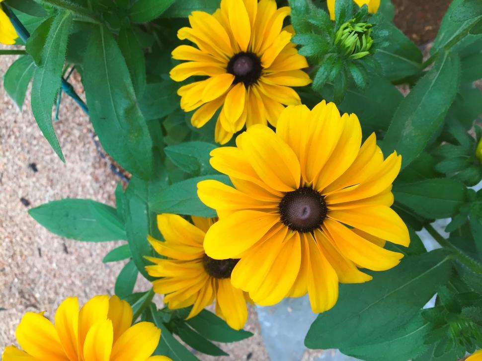 Free Image of Bright yellow flowers with green leaves 