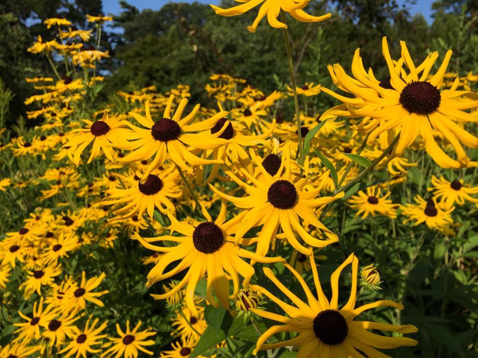 Free Image of Vibrant yellow black-eyed Susans 