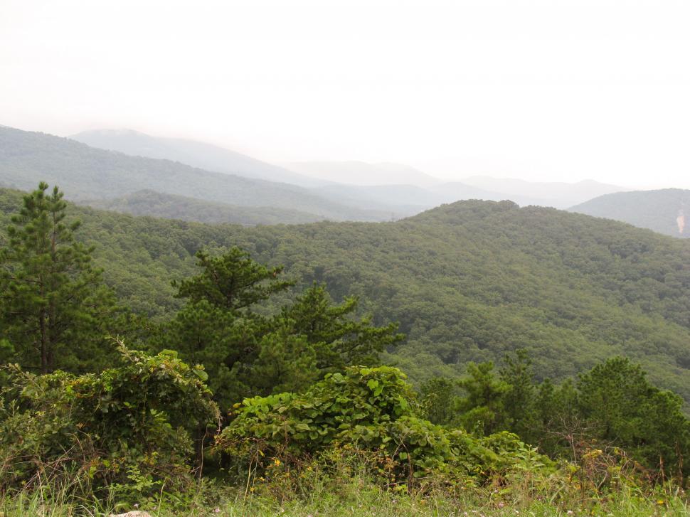 Free Image of Misty mountain view with foreground foliage 
