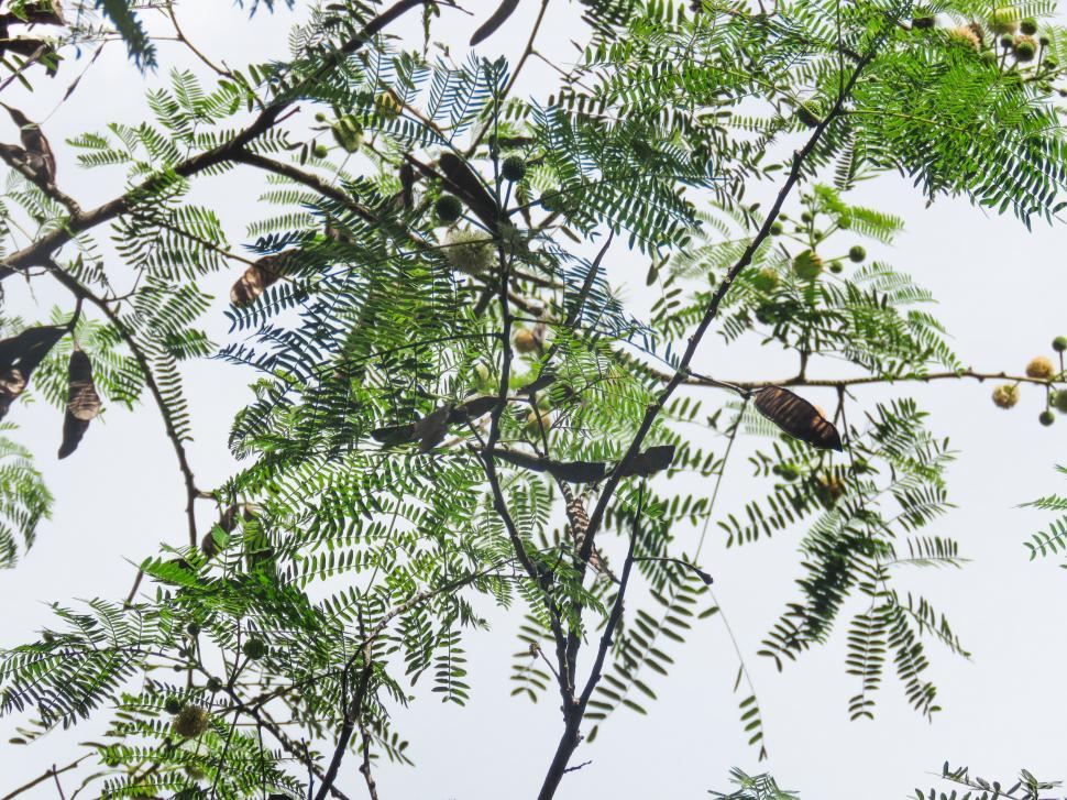 Free Image of Silhouette of a tree against the sky 