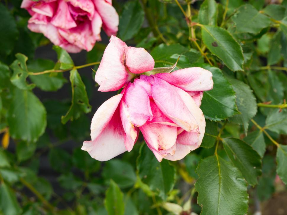 Free Image of Wilting pink rose with green leaves 