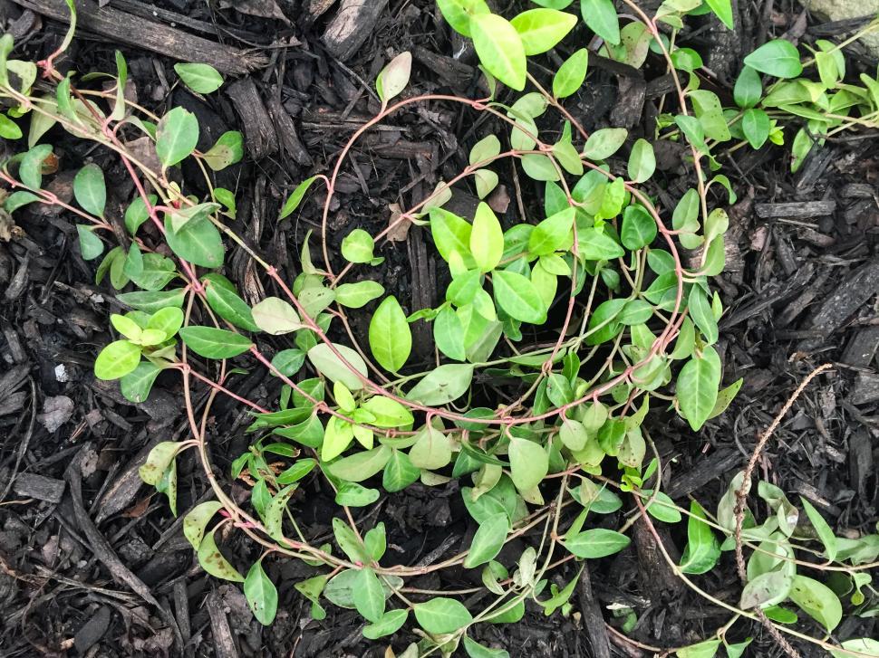 Free Image of Vivid green plants growing in mulch 
