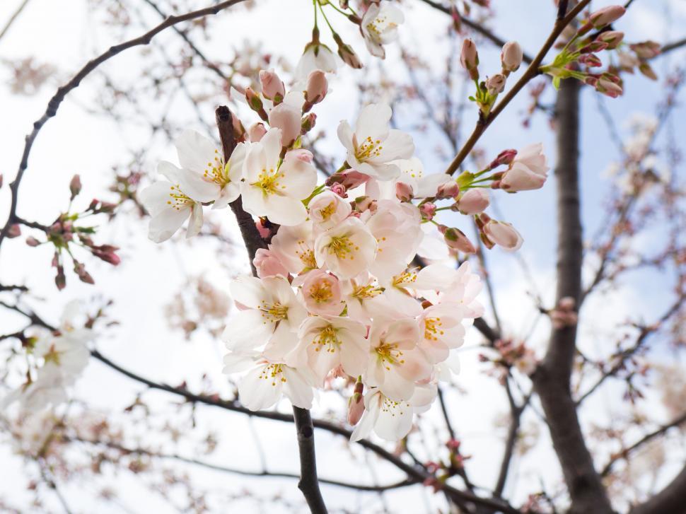 Free Image of Cherry blossoms in bright sunlight 