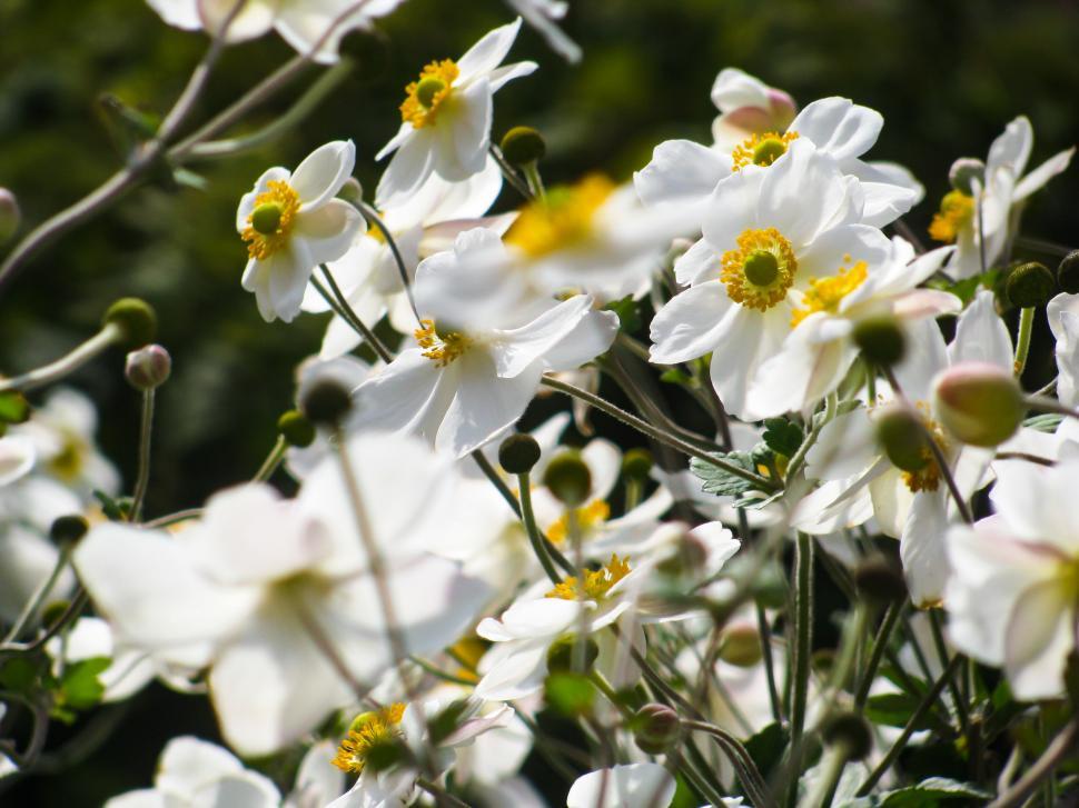 Free Image of White flowers with yellow centers bloom 