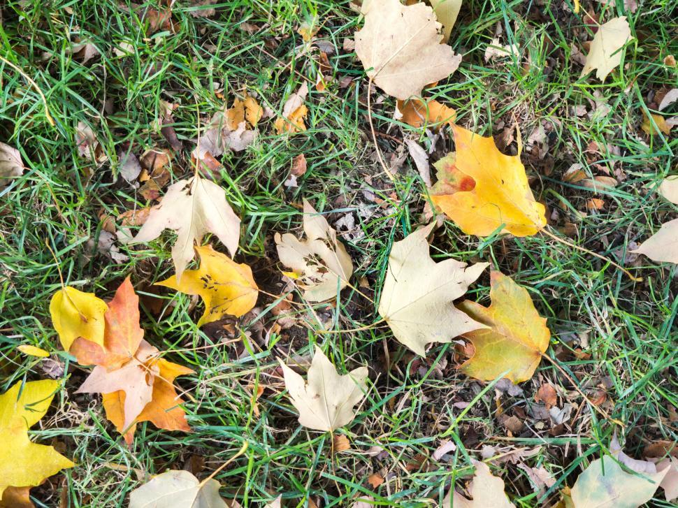 Free Image of Autumn leaves scattered on green grass 