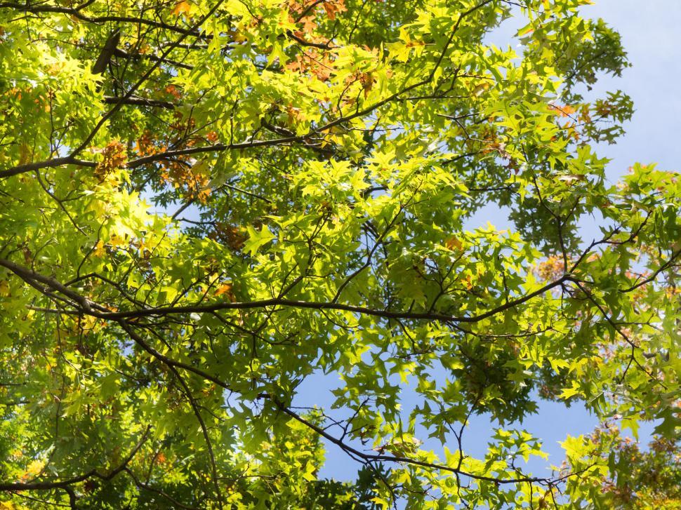 Free Image of Sunlit leaves against the sky 