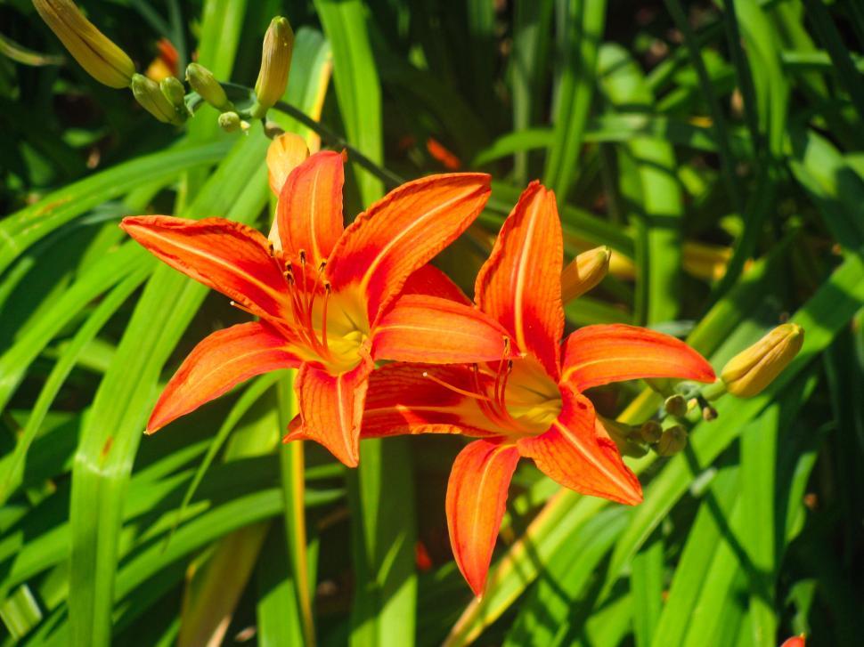 Free Image of Bright Orange Daylilies in Sunlight 