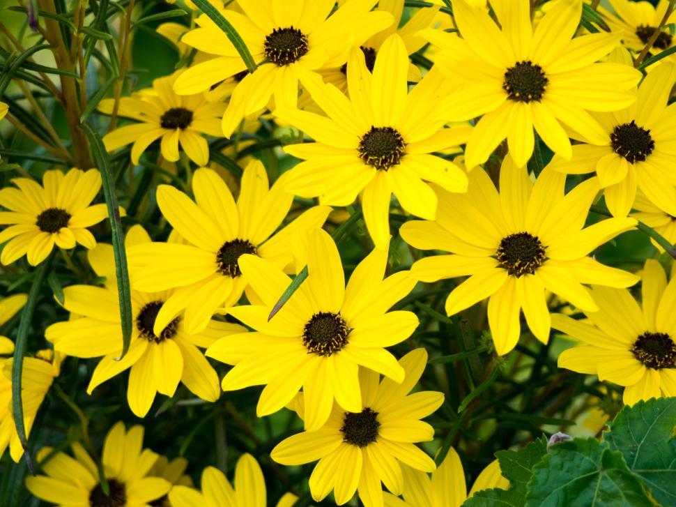 Free Image of Yellow black-eyed Susan flowers in bloom 