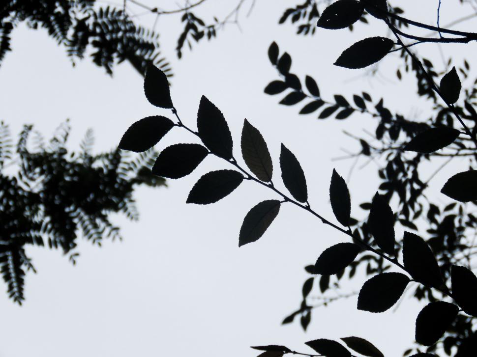 Free Image of Silhouetted leaves against a bright sky 