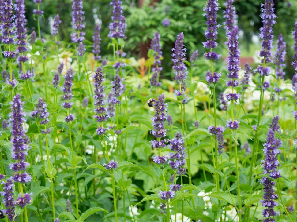 Free Image of Lavender-hued salvia flowers 