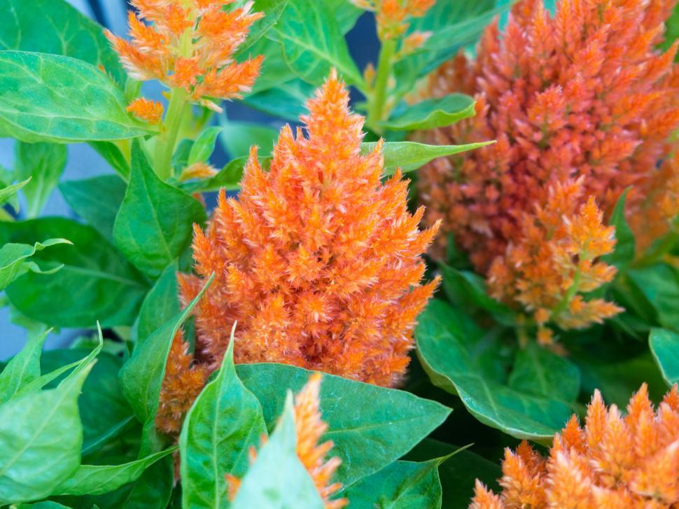 Free Image of Orange celosia flowers among leaves 