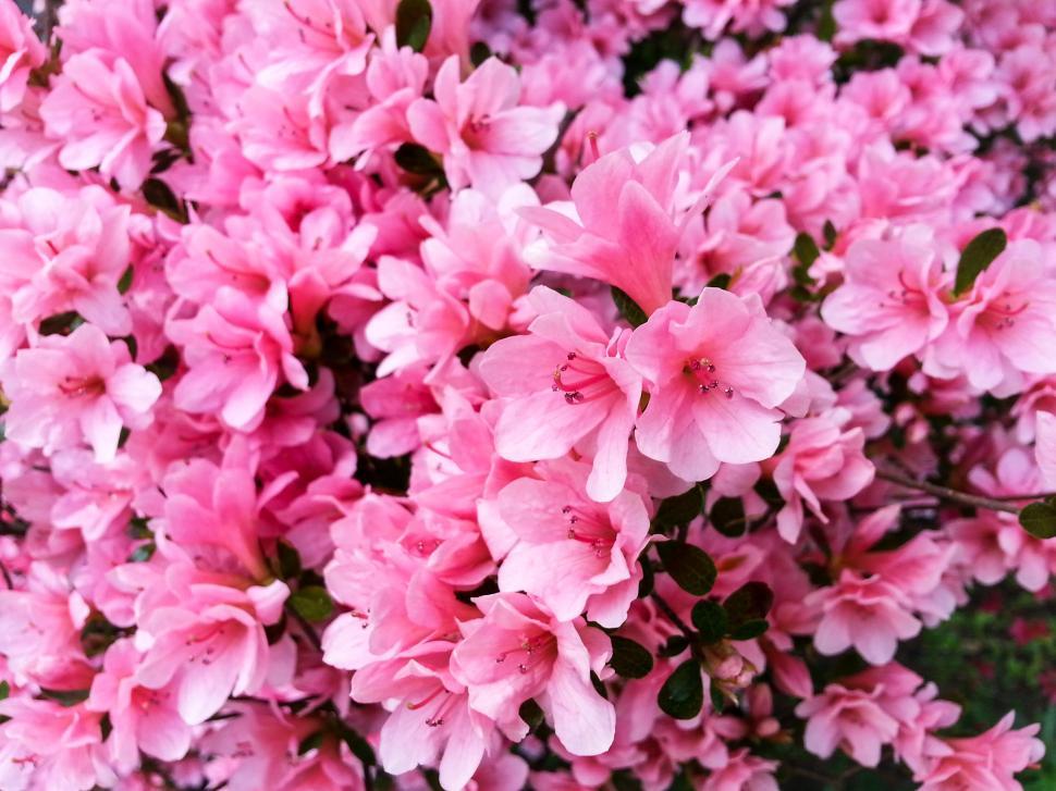 Free Image of Vibrant pink azalea flowers close-up 
