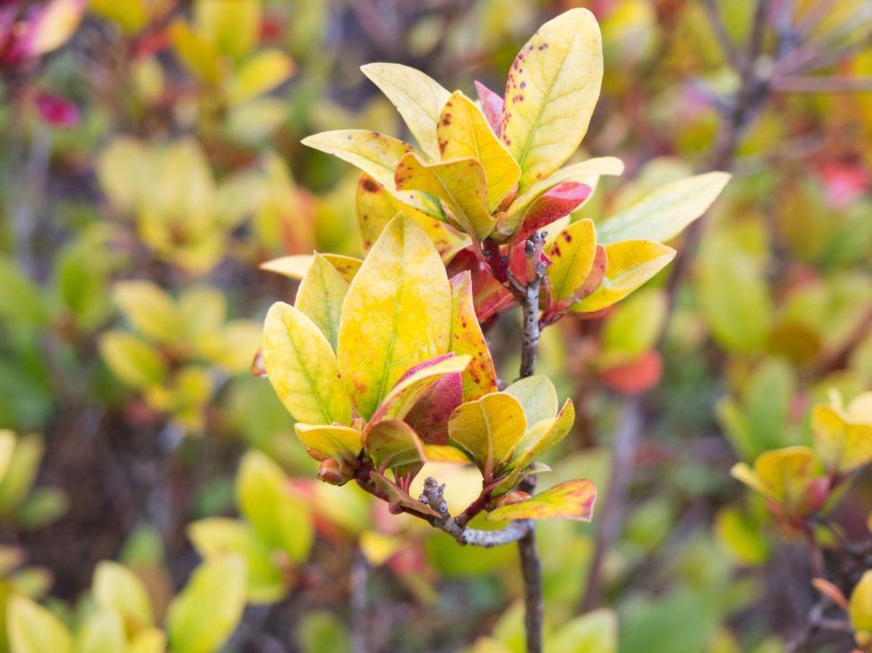 Free Image of Autumn foliage on young shrubs 