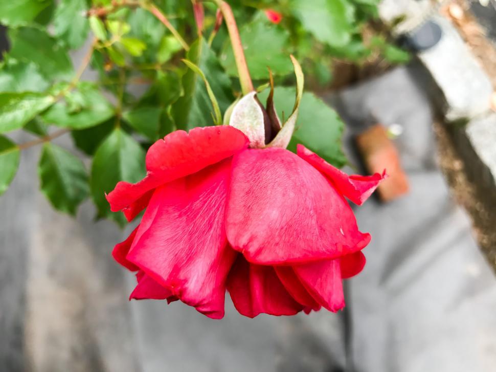 Free Image of Solitary red rose with green leaves 
