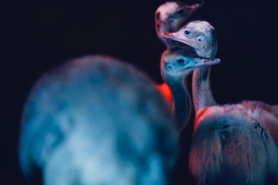 Free Image of Ostriches under blue light 
