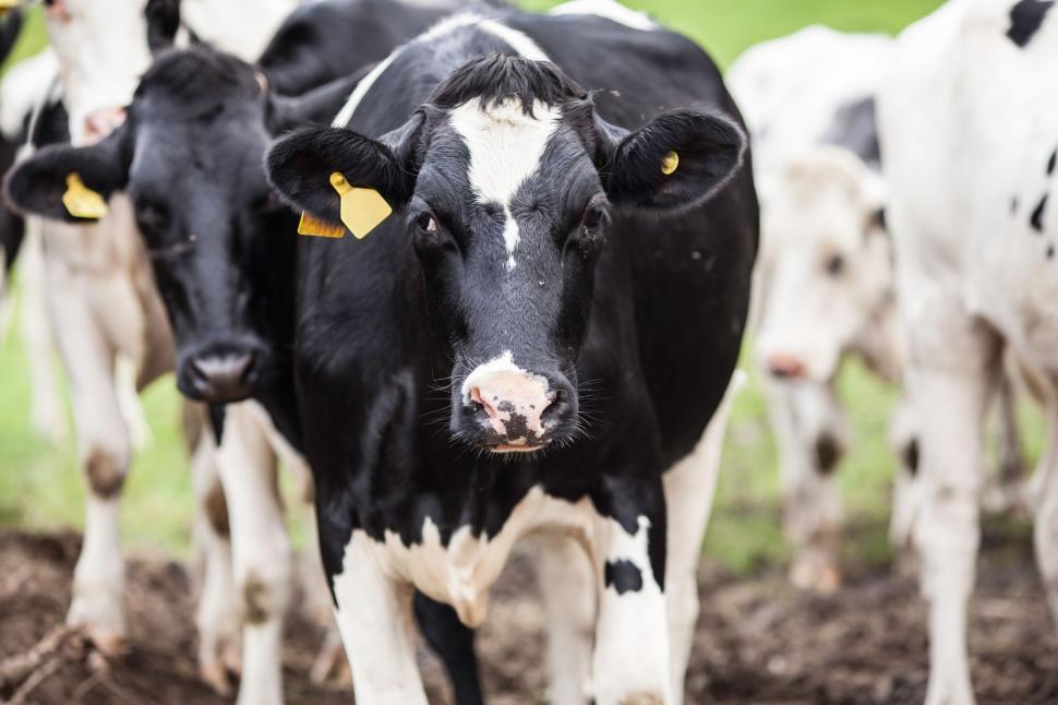 Free Image of Close-up of a black and white cow 