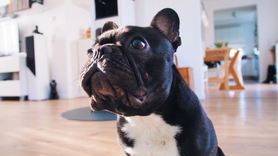 Free Image of Close-up of a black French Bulldog 