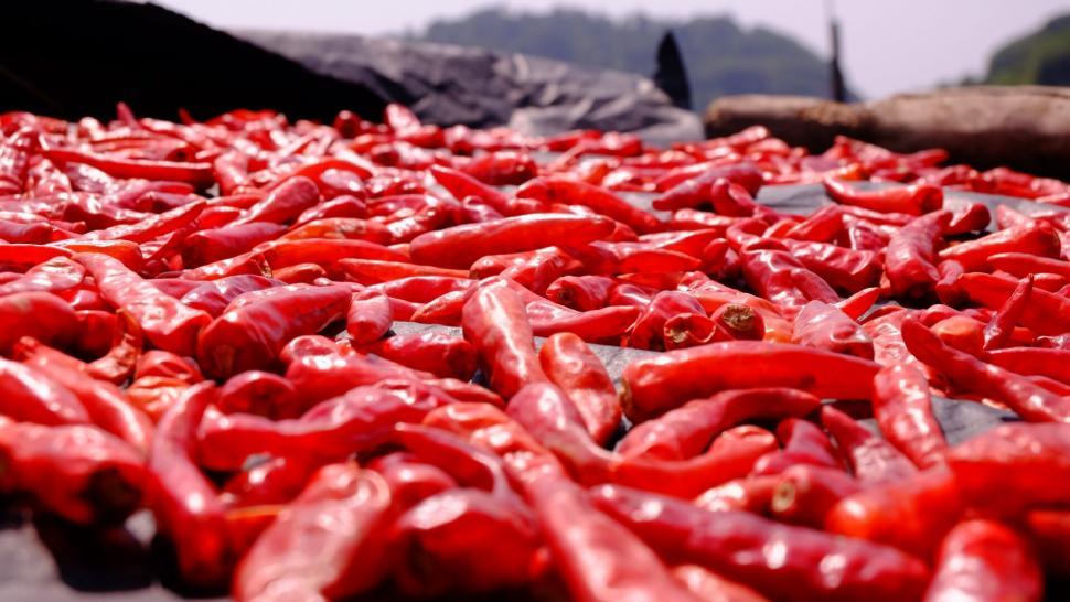 Free Image of Red chilies drying under the sun 