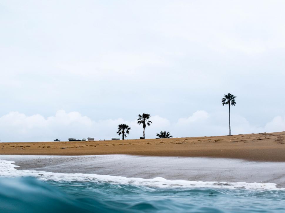 Free Image of Tropical beach with palm trees and ocean 