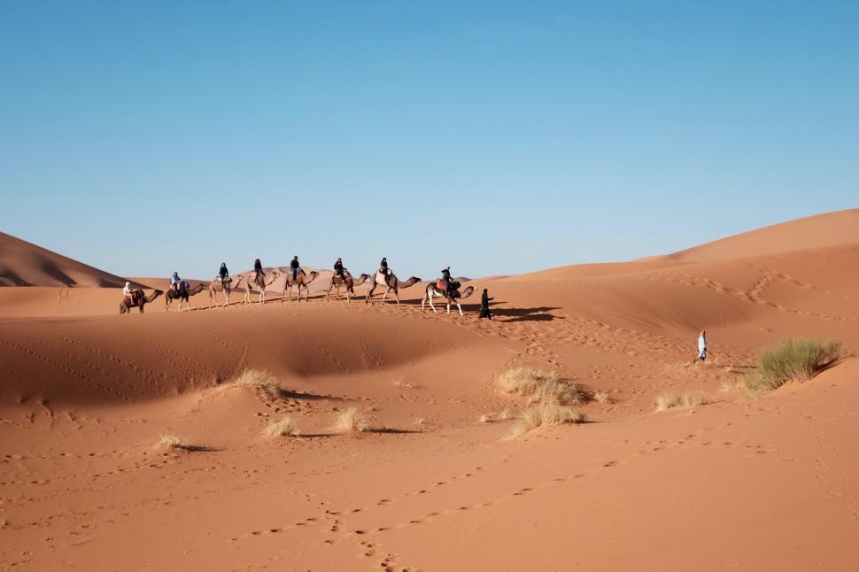 Free Image of Caravan of camels trekking through desert 