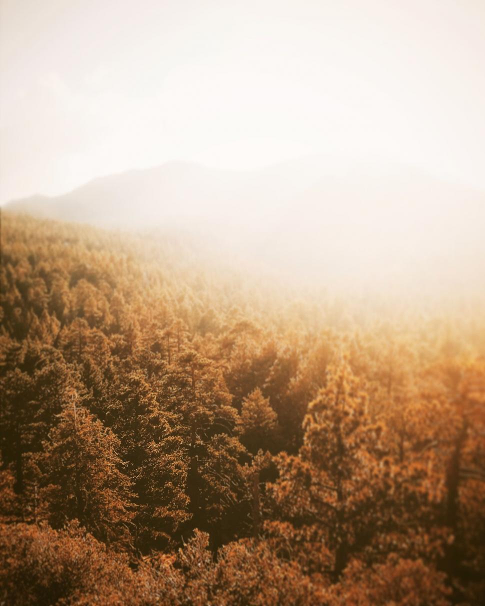 Free Image of Dreamy forest scene with hazy sunlight 