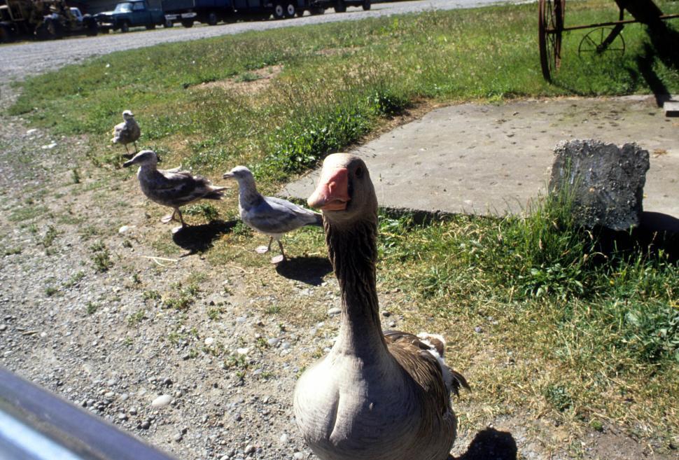 Free Image of Goose and gulls 