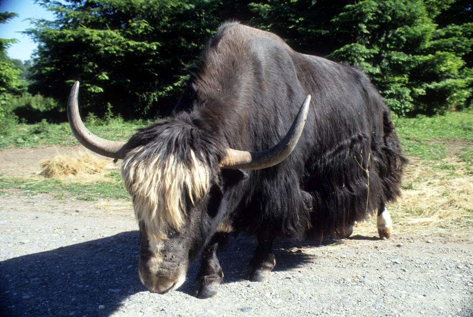 Free Image of Ox 