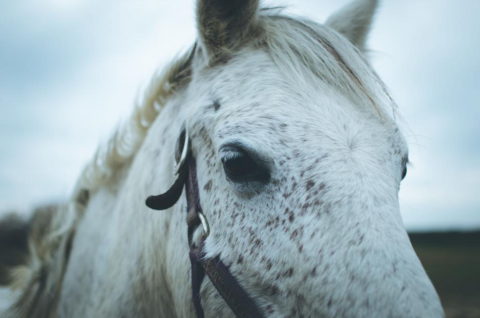 Free Image of Close-up of a white horse s face 