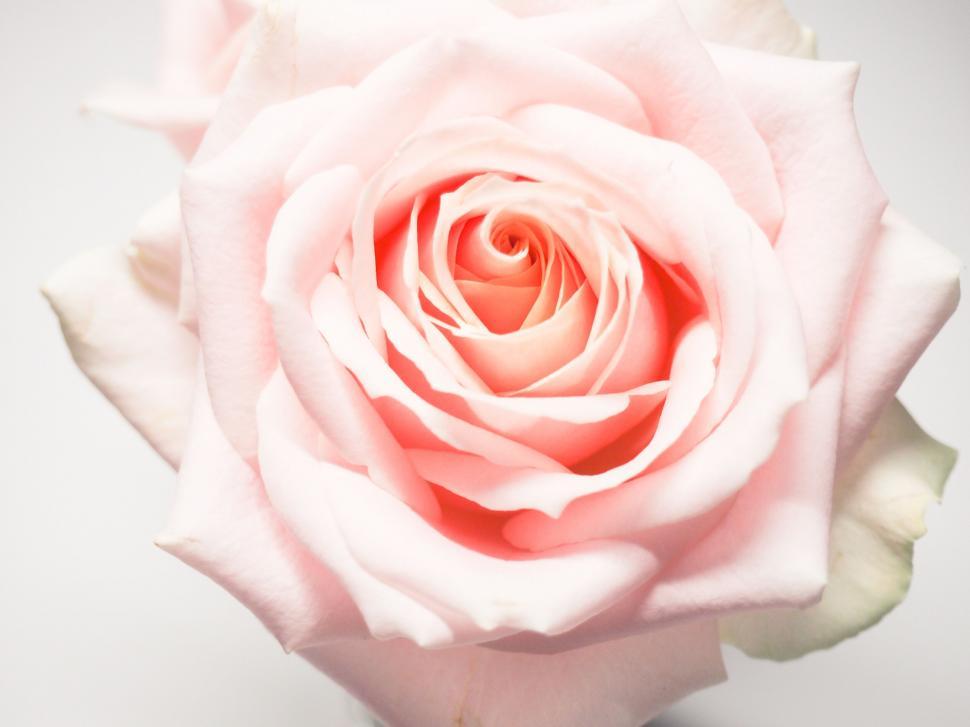 Free Image of Close-up of a delicate pink rose 