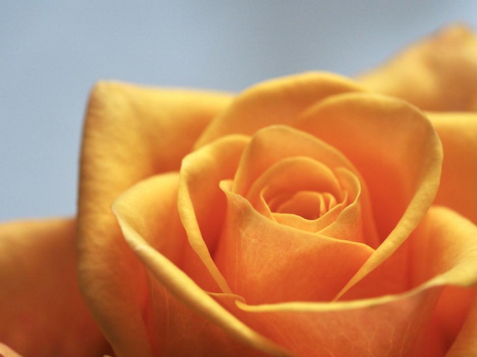 Free Image of Close-up of a vibrant yellow rose 