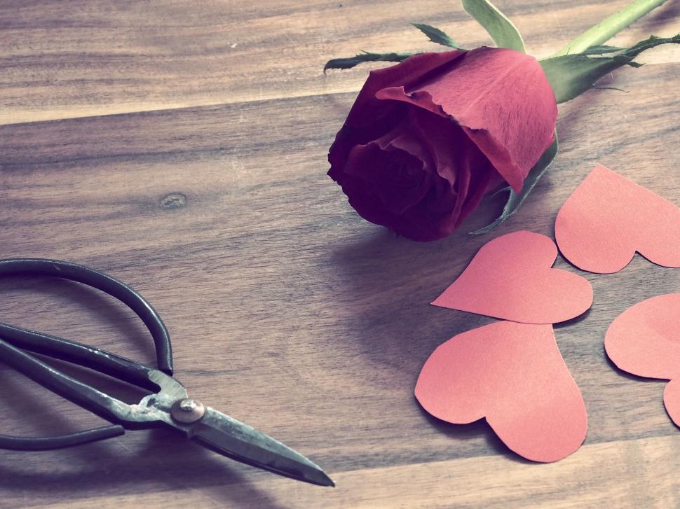 Free Image of Red rose and scissors on wooden table 