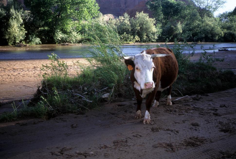 Free Image of Tagged bull 