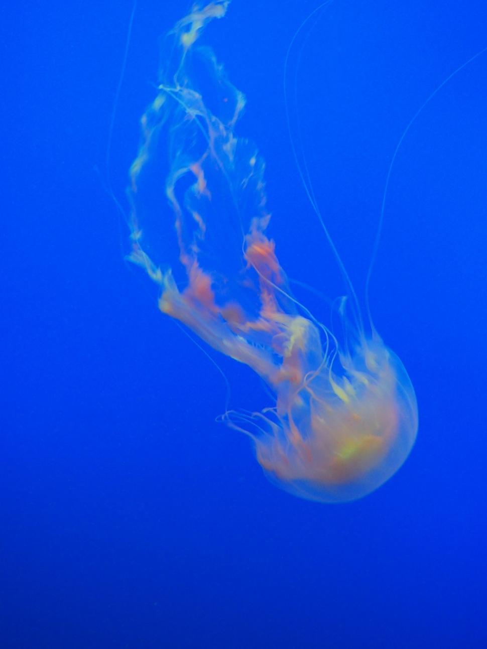 Free Image of Blue jellyfish floating in deep blue water 