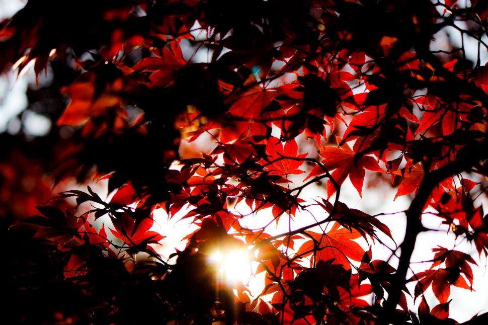 Free Image of Backlit red maple leaves against sun 