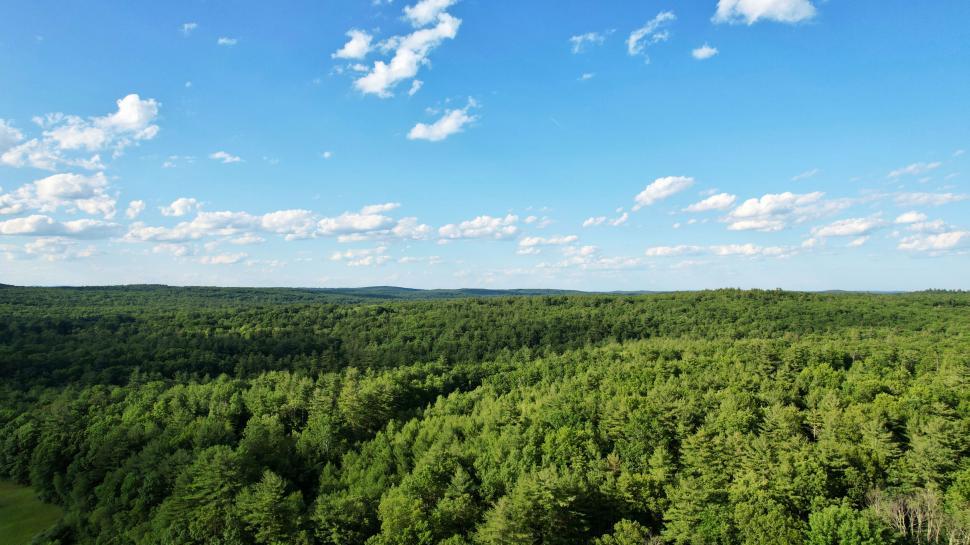 Free Image of Expansive green forest under blue sky 
