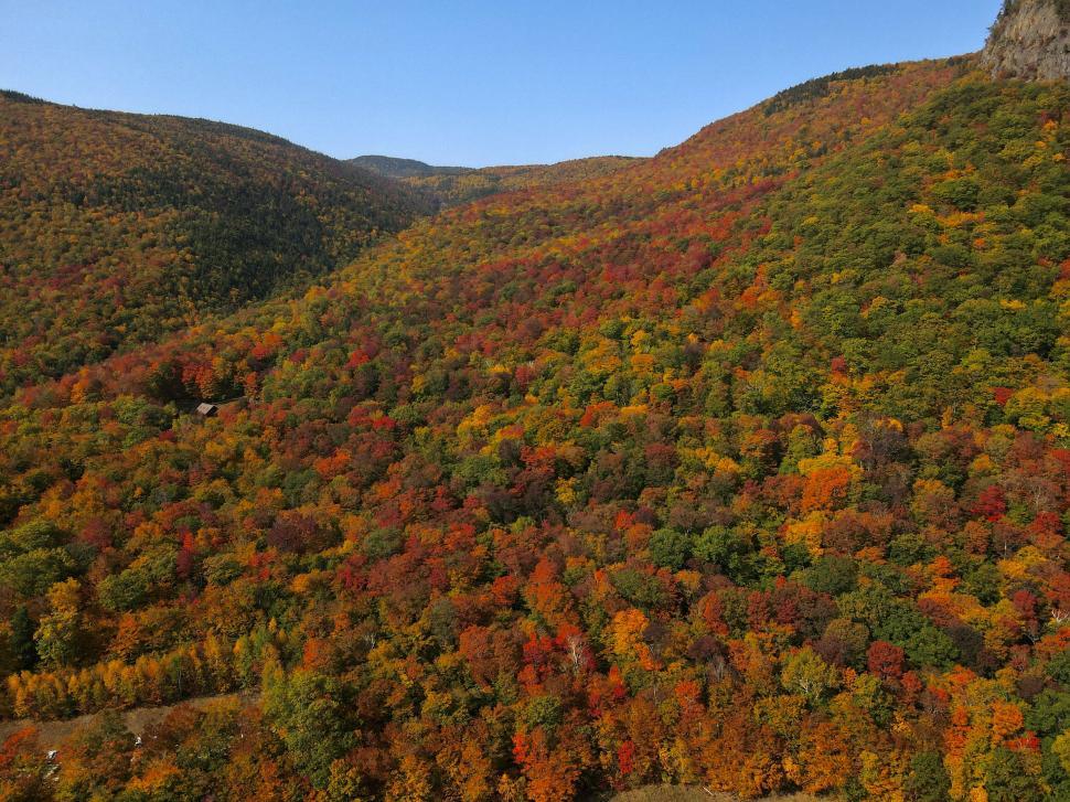 Free Image of Autumn colors in forest mountainside 