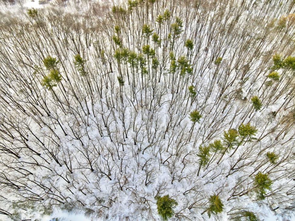 Free Image of Snow covered forest from above 