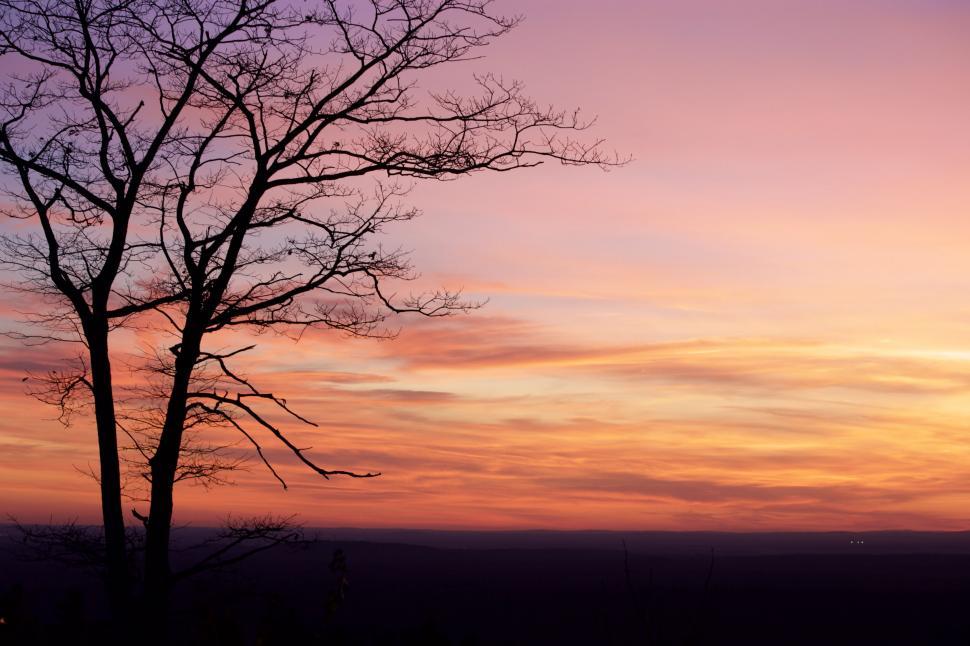 Free Image of Silhouette of tree against vibrant sunset 