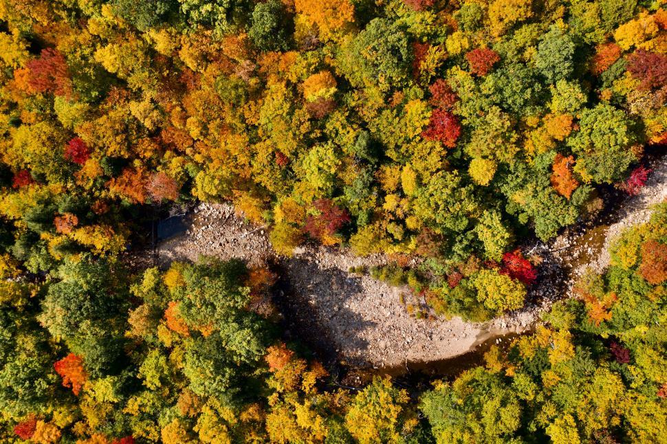 Free Image of Autumn foliage from above in forest 