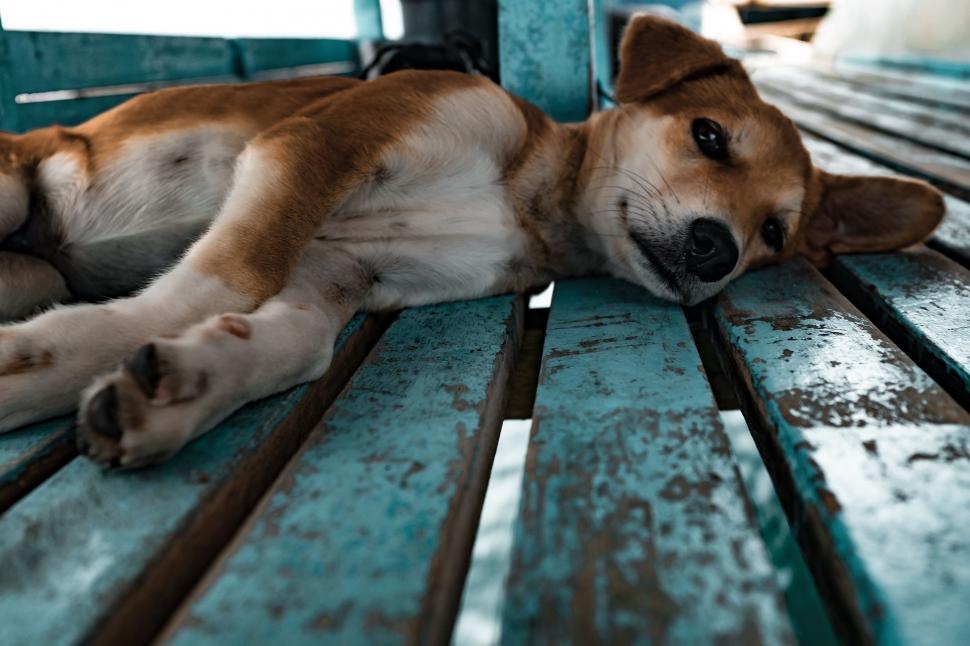 Free Image of Dog sleeping on a weathered blue bench 